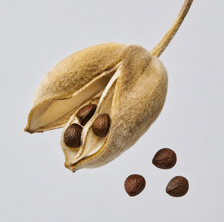 Ambrette seeds